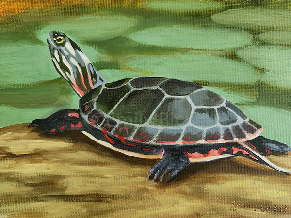 Midland Painted Turtle 3